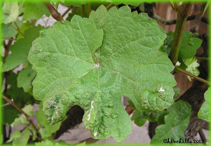 Colomerus vitis 